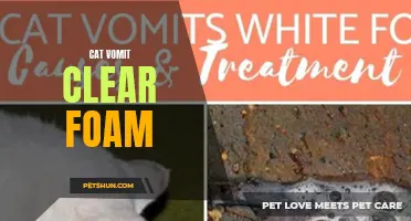 Understanding Cat Vomit: The Mystery of Clear Foam Revealed