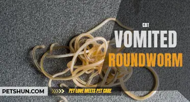 Understanding and Dealing with Roundworms in Cats: What to do When Your Cat Vomits Roundworms