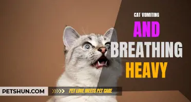 Understanding the Causes and Remedies for Cat Vomiting and Heavy Breathing