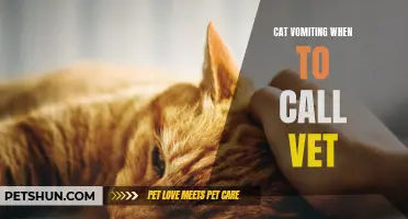 Common Signs of Cat Vomiting: Knowing When to Call the Vet