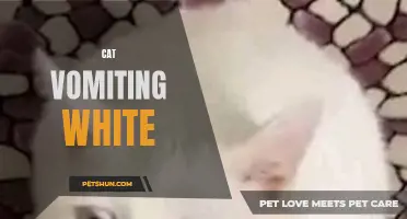 Why Is My Cat Vomiting White: Causes and Remedies