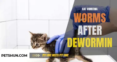 Dealing with Cat Vomiting Worms: What to Do After Deworming Your Feline Companion