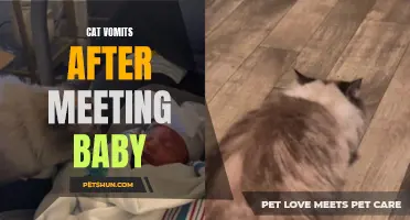 When Feline Friends Meet: Cat Vomits After Meeting New Baby