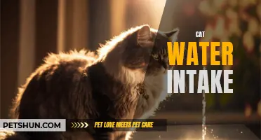 The Importance of Monitoring Cat Water Intake for Overall Health