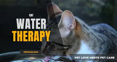 The Benefits of Water Therapy for Cats: Improving Mobility and Feline Health