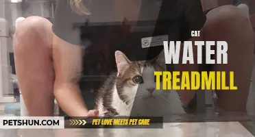 The Benefits of a Cat Water Treadmill