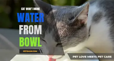 Why Won't My Cat Drink Water from a Bowl? Exploring Possible Reasons and Solutions
