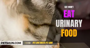 When Your Cat Refuses to Eat Urinary Food: What to Do