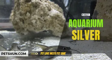 Creating the Perfect Catfish Aquarium: The Beauty of Silver Catfish