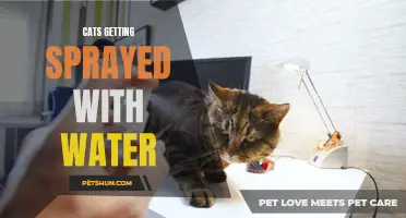 The Surprising Benefits of Using Water to Discourage Cats' Unwanted Behavior