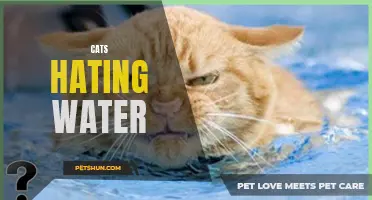 Why Cats Despise Water: Exploring Their Natural Instincts and Behaviors