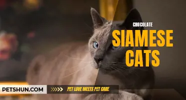 Unraveling the Allure of Chocolate Siamese Cats: A Perfect Blend of Elegance and Temptation