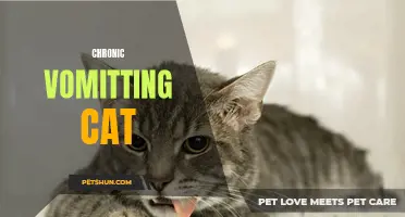 When Your Cat Won't Stop Vomiting: Dealing with Chronic Vomiting in Cats