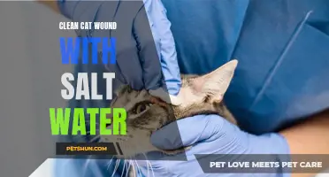 The Benefits of Cleaning Your Cat's Wound with Salt Water