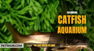 Creating the Perfect Columbian Catfish Aquarium: Tips and Tricks