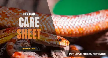 The Essential Guide to Corn Snake Care: A Comprehensive Care Sheet
