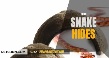 The Importance of Hiding Spots for Your Corn Snake: A Guide to Corn Snake Hides