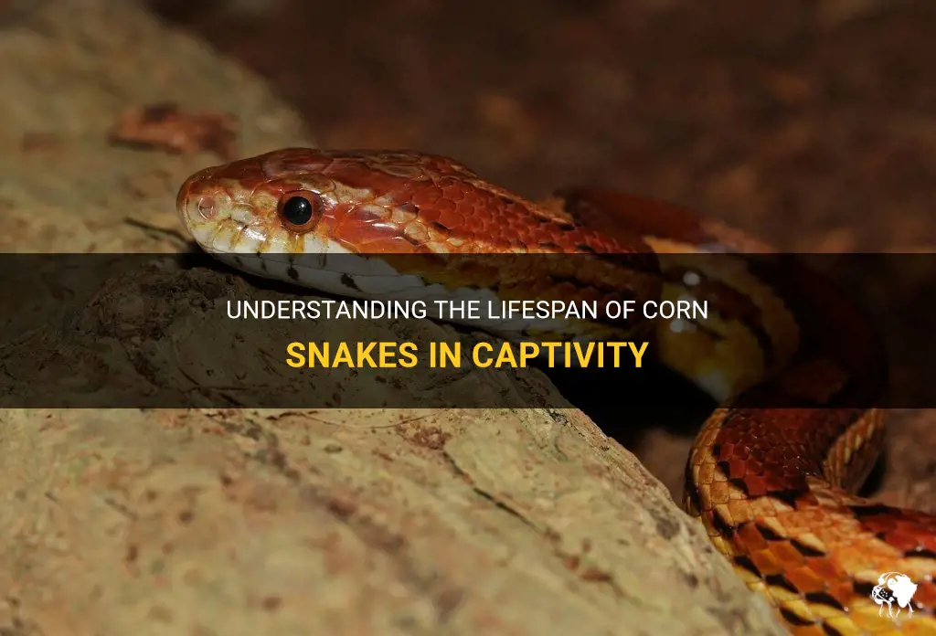 corn snake lifespan in captivity