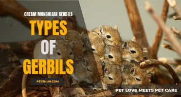 Exploring the Different Types of Cream Mongolian Gerbils and Their Characteristics