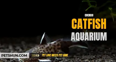 The Fascinating World of Cuckoo Catfish in Your Aquarium: A Unique Addition to Your Underwater Ecosystem