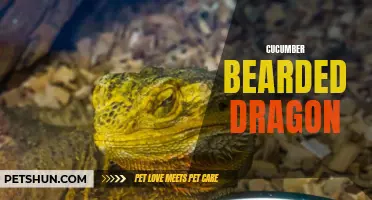The Extraordinary Cucumber Bearded Dragon: Unveiling Its Unique Traits