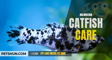 Understanding Dalmatian Catfish Care: A Comprehensive Guide