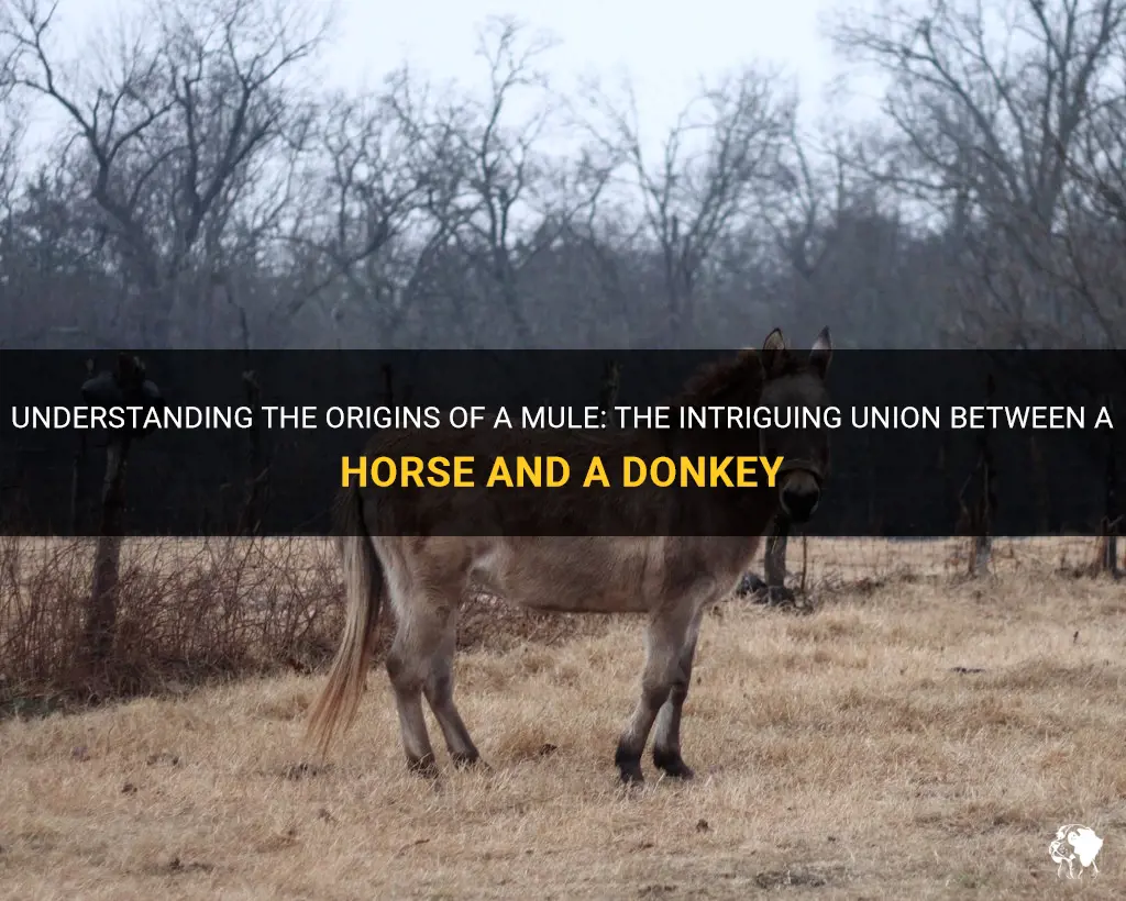 do a horse and a donkey make a mule