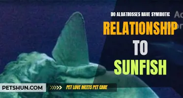 Exploring the Symbiotic Relationship Between Albatrosses and Sunfish