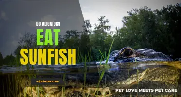 Understanding the Predatory Nature: Do Alligators Consume Sunfish?