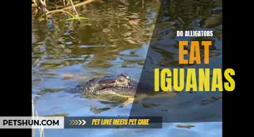 The Alligator's Diet: Can They Satisfy Their Appetite with Iguanas?
