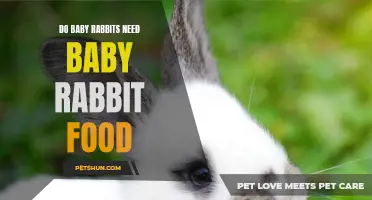 The Importance of Providing Proper Nutrition for Baby Rabbits