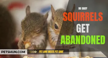 The Mystery of Abandoned Baby Squirrels Revealed