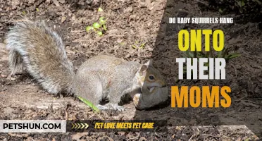 Do Baby Squirrels Hang Onto Their Moms? Discover How These Furry Creatures Navigate and Stay Close to Mom!