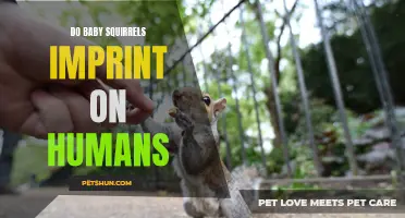 Understanding How Baby Squirrels Form Imprints on Humans