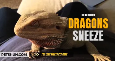 Why do bearded dragons sneeze and how to treat it