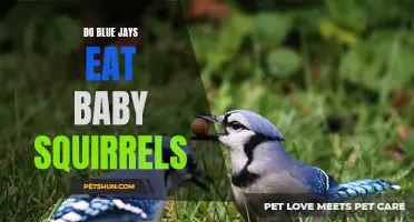Examining the Feeding Habits of Blue Jays: Do They Prey on Baby Squirrels?