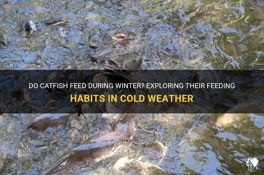 do catfish feed in cold weather