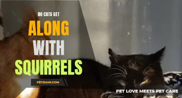How Well Do Cats and Squirrels Get Along?