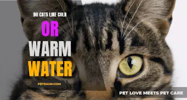 Exploring Cat Water Preferences: Do Cats Prefer Cold or Warm H2O?