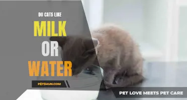 Do Cats Prefer Milk or Water? Unveiling Felines' Drink of Choice