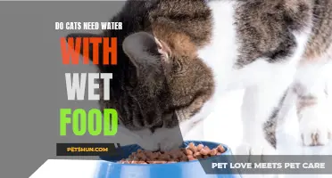 Exploring the Importance of Water in Cats' Diets for Optimal Health