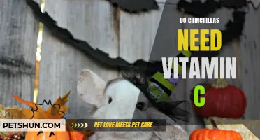 The Importance of Vitamin C for Chinchillas: What You Need to Know