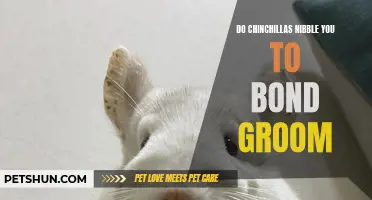 How Chinchillas Use Nibbling to Bond and Groom with Their Owners