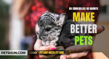 Chinchillas vs. Rabbits: Which Makes the Best Pet for You?