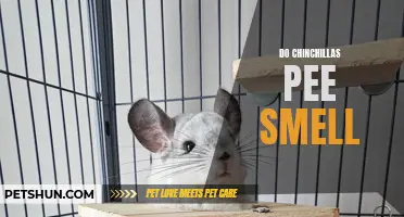Why Do Chinchillas' Urine Have a Strong Odor?