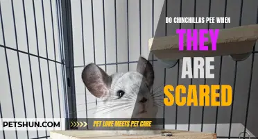 Why Do Chinchillas Pee When They Are Scared?