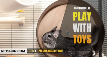 The Ultimate Guide to Chinchillas and Their Playful Toy Preferences