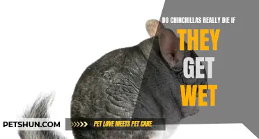 The Myth Busted: The Truth About Chinchillas and Water