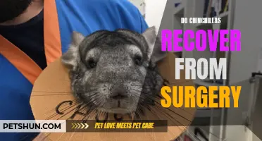 Exploring the Recovery Process for Chinchillas After Surgery