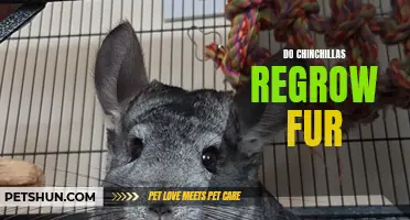 Understanding How Chinchillas Regrow Their Fur: A Fascinating Process Revealed